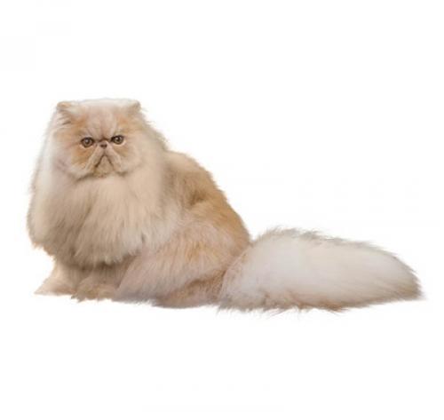 Персидская длинношерстная кошка: описание породы, характер, уход