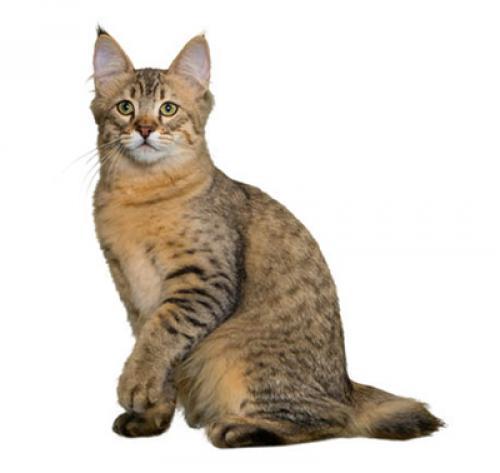 Пиксибоб: описание породы кошек, характер, уход — Purina.ru