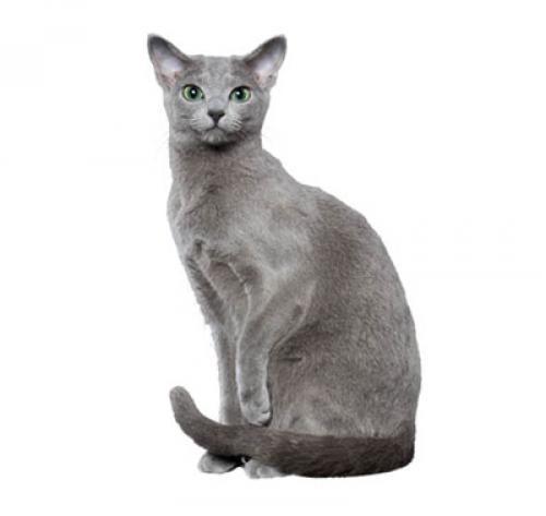 Русская голубая кошка: описание породы, характер, уход, фото