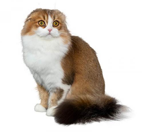 Шотландская вислоухая кошка: характер, описание породы, уход