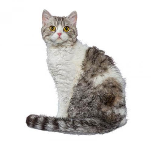 Селкирк-рекс: описание породы кошек, характер, уход — Purina.ru