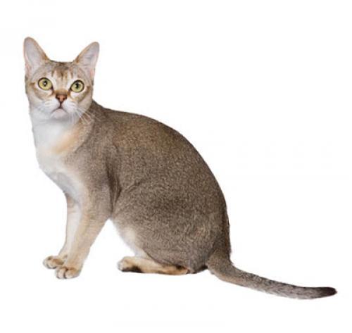 Сингапура: описание породы кошек, характер, уход — Purina.ru