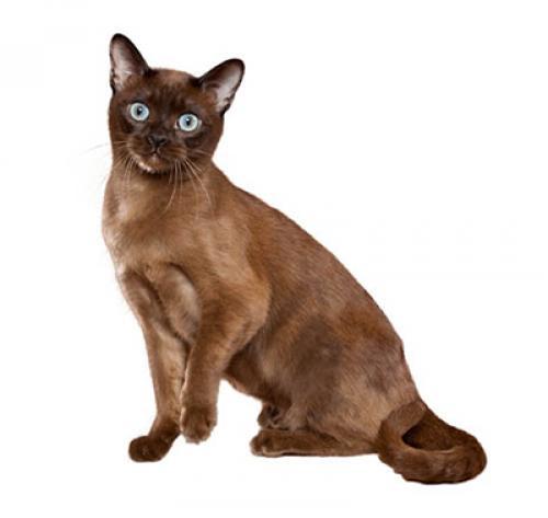 Тонкинская кошка: описание породы, характер, уход — Purina.ru