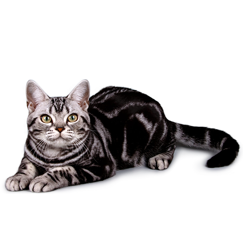 Американская жесткошерстная кошка: описание породы, характер, уход
