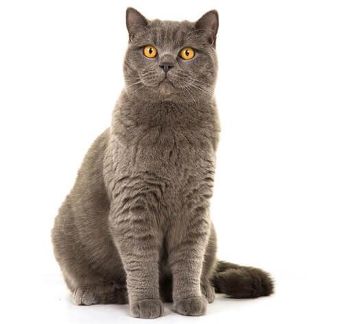 Британская короткошерстная