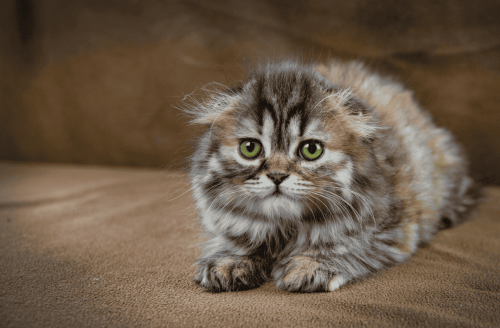 Хайленд-фолд