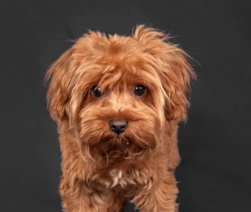 Петербургская орхидея