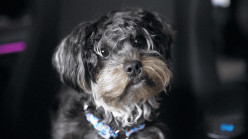 Русская цветная болонка