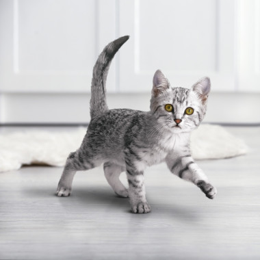 Сухой корм Purina ONE® полнорационный для котят, с высоким содержанием курицы