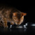 NSTL_163322_1000_1000_True_True_FFFFFFFF