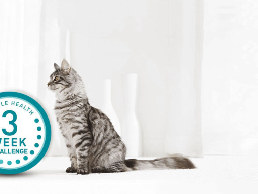 3 Week Challenge logo and cat