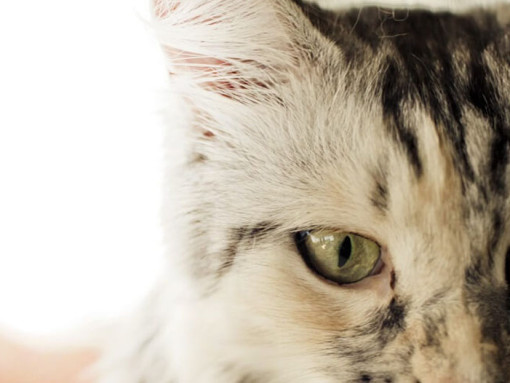Cat close up
