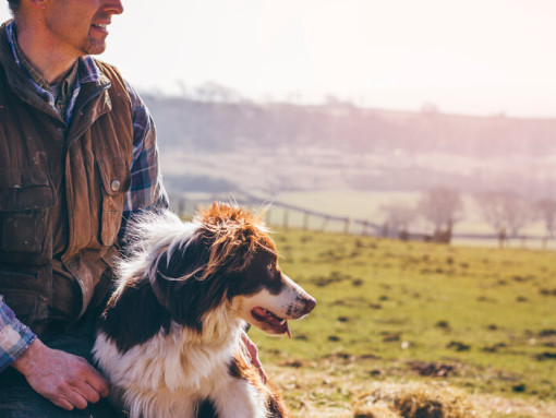 Border Collie