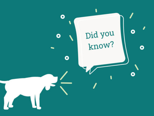 Did you know Dog