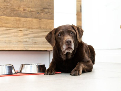 Chocolate labrador next to food and water bowls