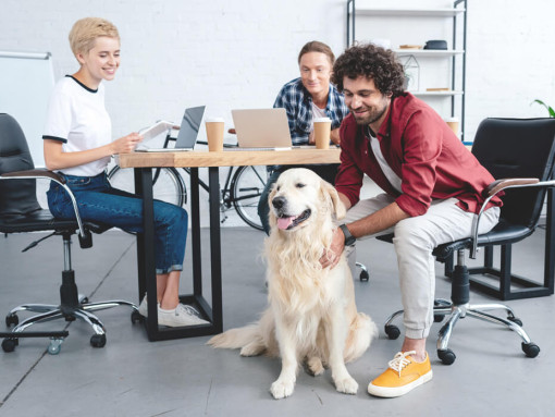 Golden retriever sat at desk with group working