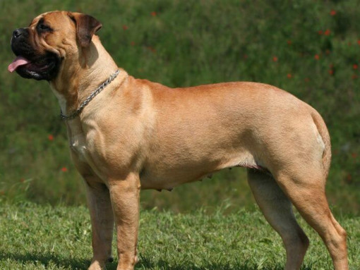 Mastiff standing at green grass