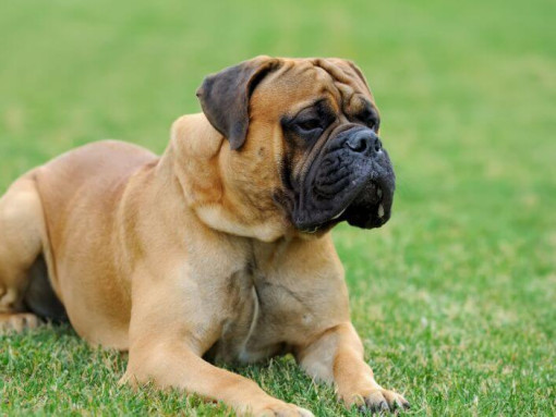 Mastiff laying at green grass