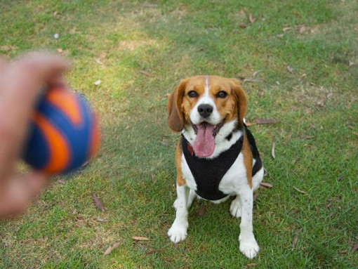 Beaglier looking at ball.