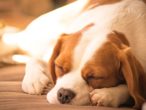 White-brown beaglier sleeping.