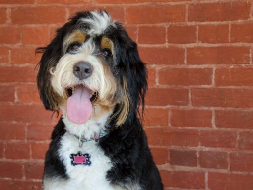 Dog looking at the camera