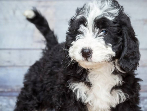 Dog in front of white wall