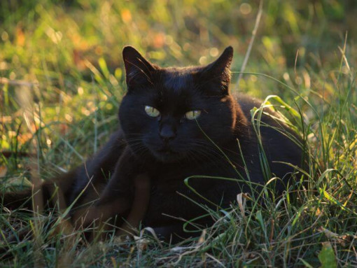 Bombay cat is lying on the flowers field