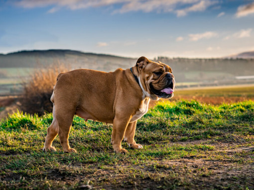 Bulldog standing in the field