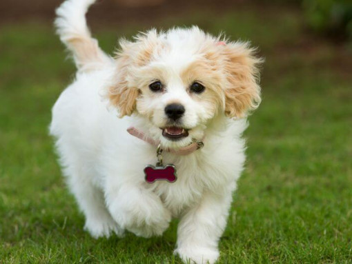 Cavachon dog walking on green grass