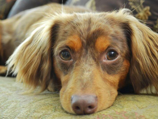 Brown chiweenie looking at camera while lying.