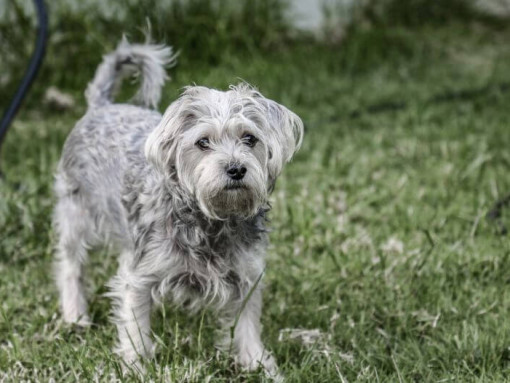Chorkie standing on the grass