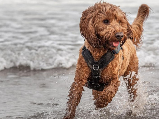 Cockapoo dog running near the sea