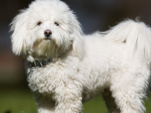 white fluffy dog standing outdoors