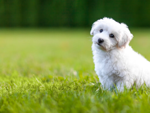 white fluffy dog sitting on the grass