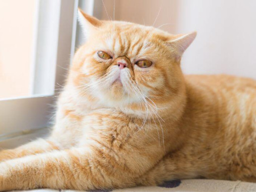 Экзотическая короткошерстная лежит на подоконнике