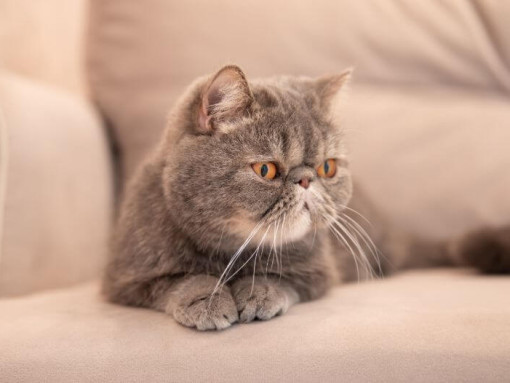 Экзотическая короткошерстная лежит на диване