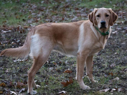 large dog standing on the ground