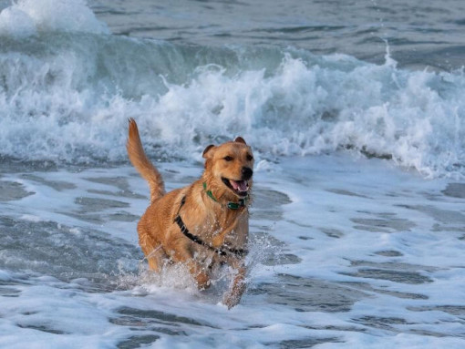 large dog running in ocean waves
