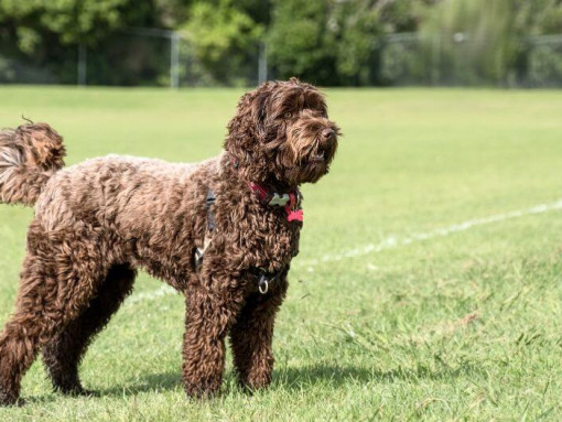 large brown dog standing on grass field