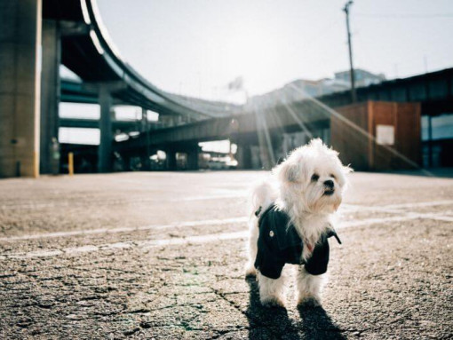 Malshi walking on the street