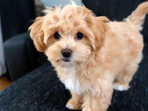 Maltipoo dog standing on sofa