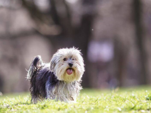 Morkie walking in the park