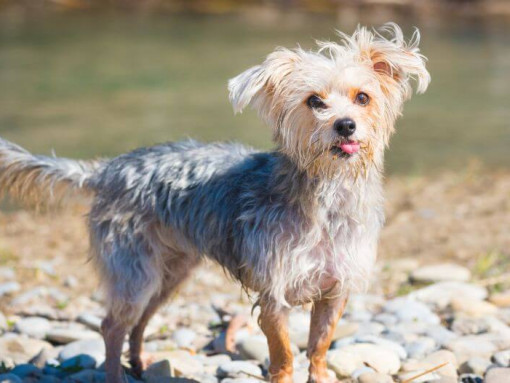 Morkie standing near the water