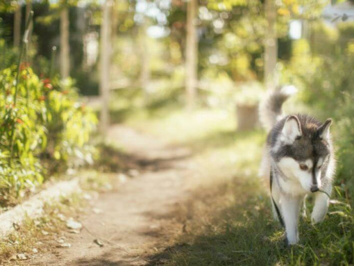 dog walking in the wood