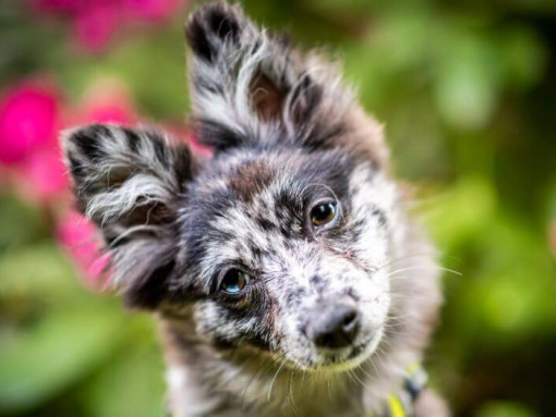 cute dog looking at you