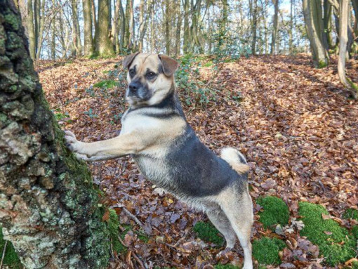 Puggle leaning n a tree
