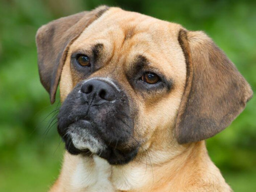 Close up of puggle's face