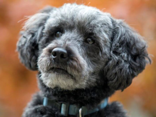 Dog looking in distance