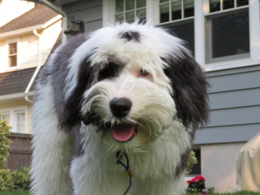 Dog standing in front of the house