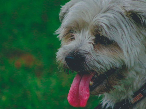 small dog sticking out his tongue